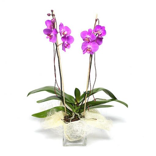 planta de orquidea con base de cristal
